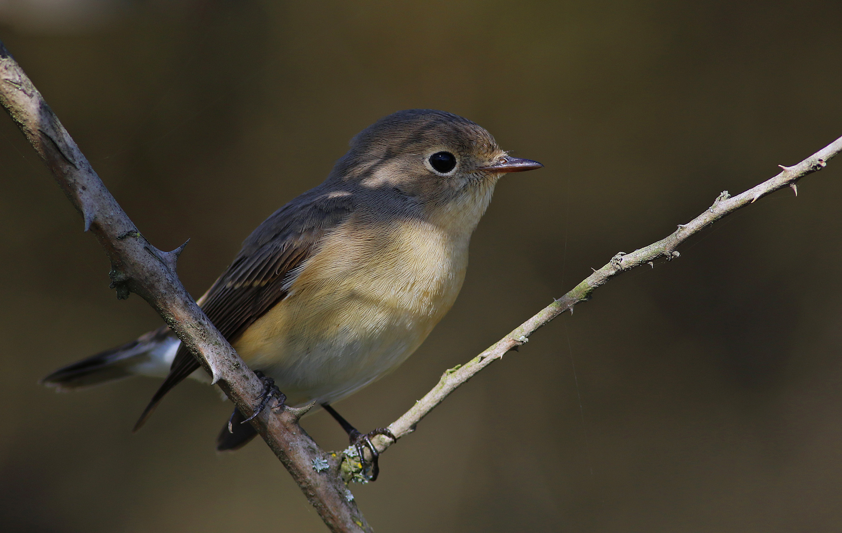 Red-breasted Flycatcher — Ana fotoğraf